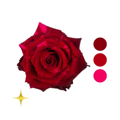 Red Panther Rose