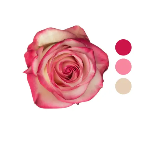 Paloma Bi-color Rose