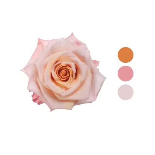Shimmer Peach Rose 