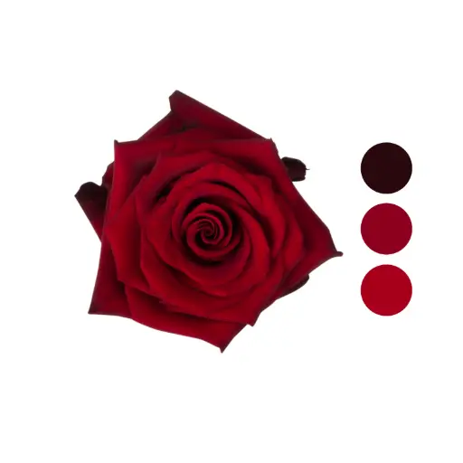 Explorer Red Rose
