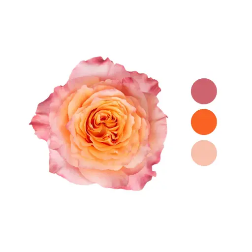 Free Spirit Garden Peach Rose 