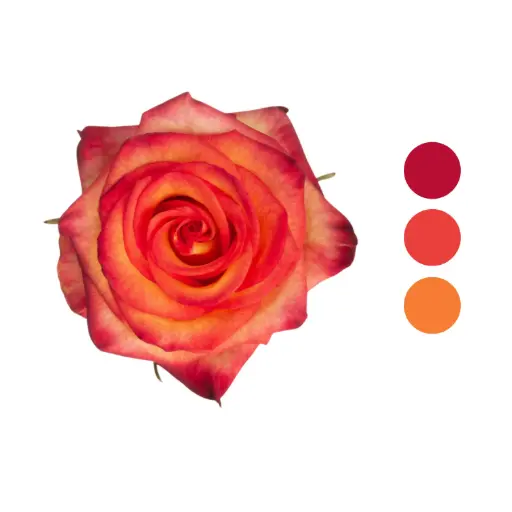 High & Magic Orange Rose 