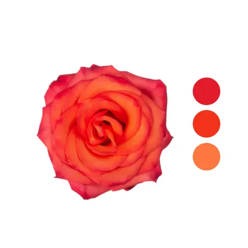 High & Orange Rose 