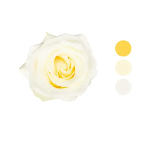 Polar Star White Rose
