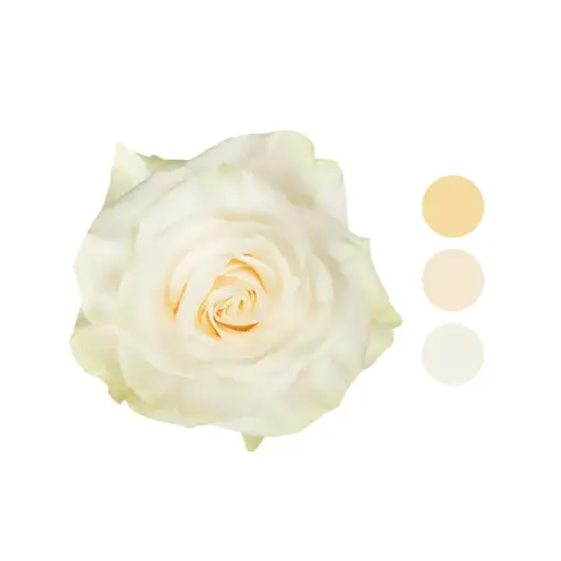 Mondial  White Rose