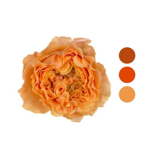 Caraluna Peach Garden Rose