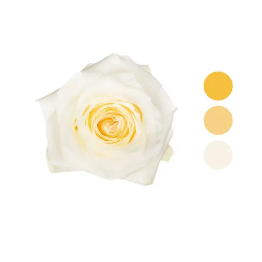 Candlelight White Garden Rose