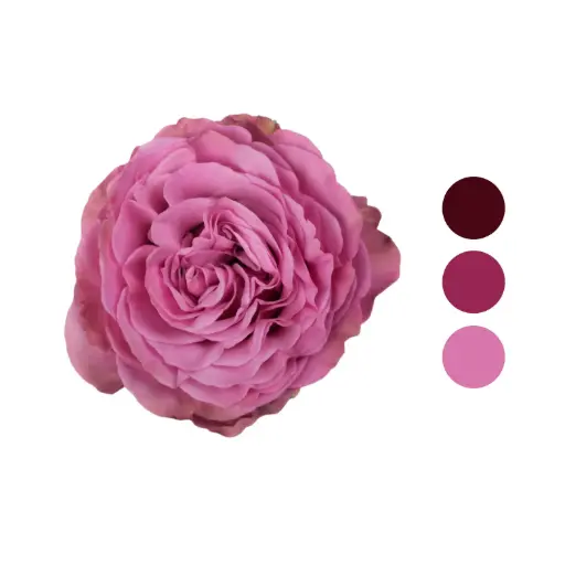 Queens Crown Garden Rose  