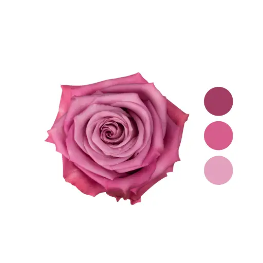 Moody Blues Lavender Rose 