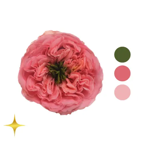 Mandarin X-pression Garden Rose 