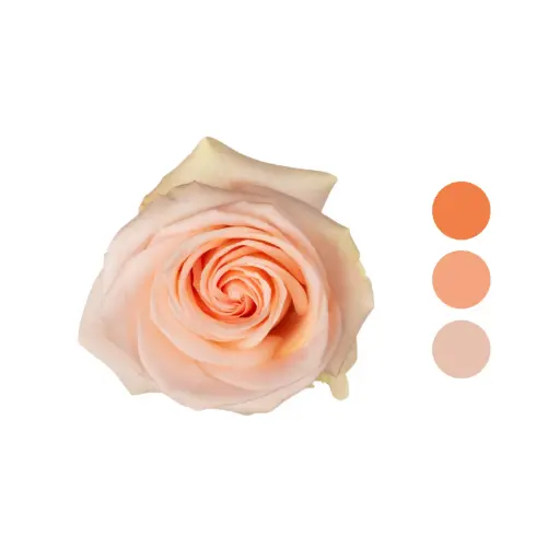 Tiffany Peach Rose