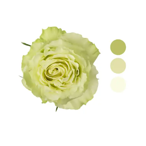 Lemonade Green Rose                              
